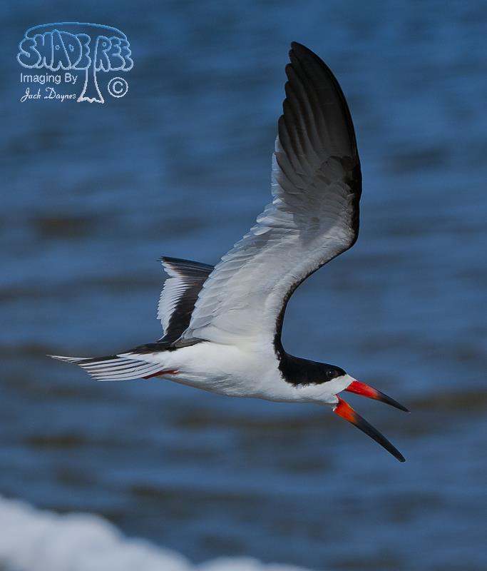 Black Skimmer - Rynchops niger