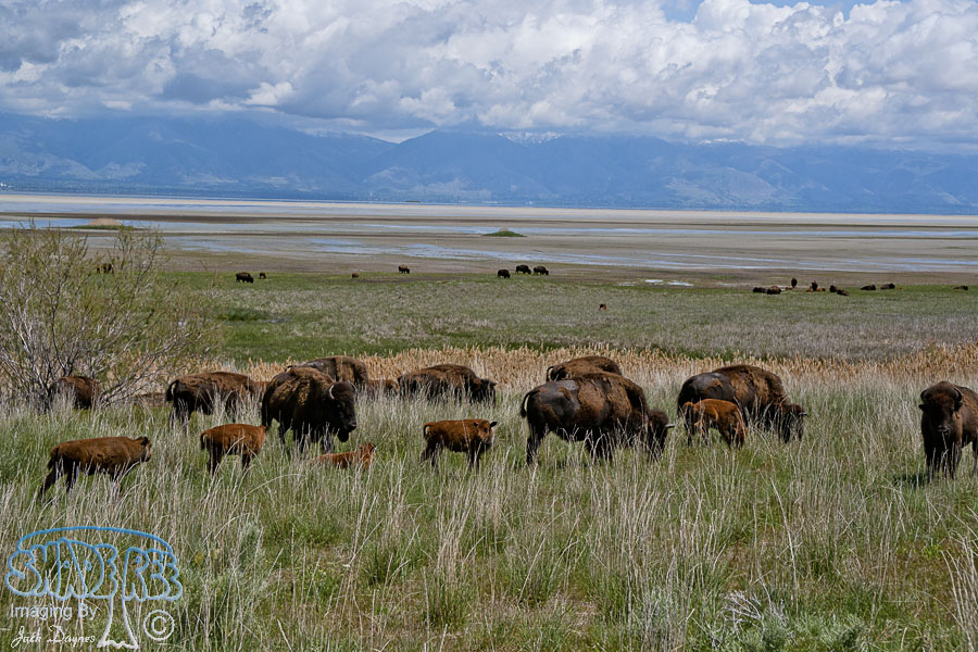 American Bison - Bison bison