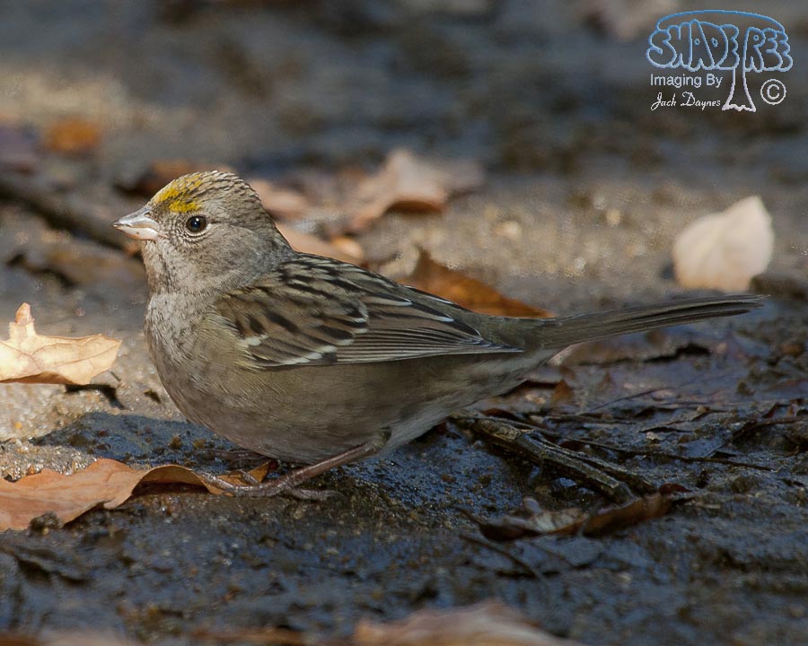 Golden-Crowned Sparrow - Zonotrichia atricapilla