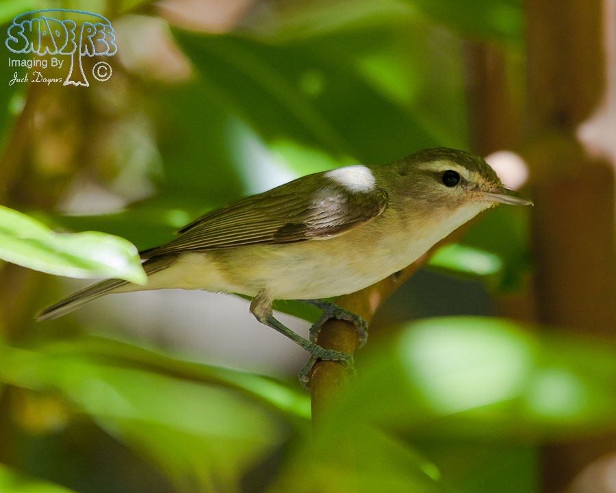 Warbling Vireo - Vireo gilvus