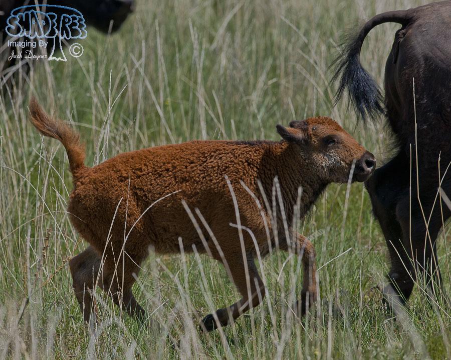 American Bison - Bison bison