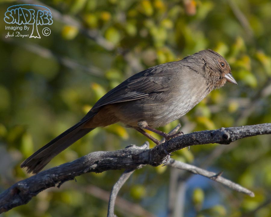 California Towhee - Melozone crissalis