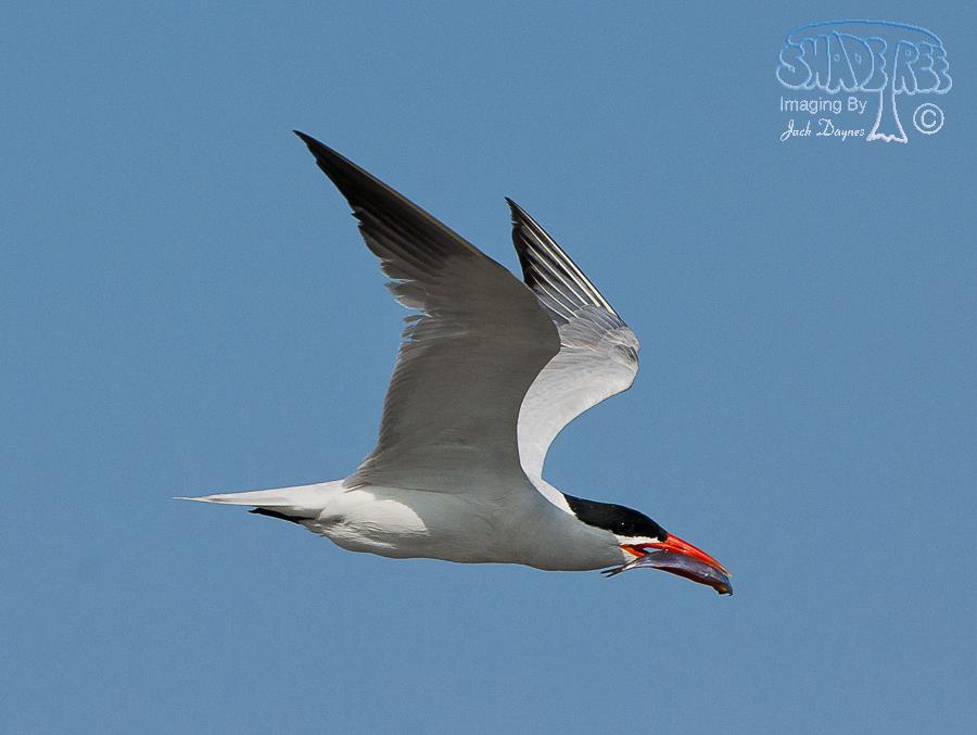 Caspian Tern - Hydroprogne caspia