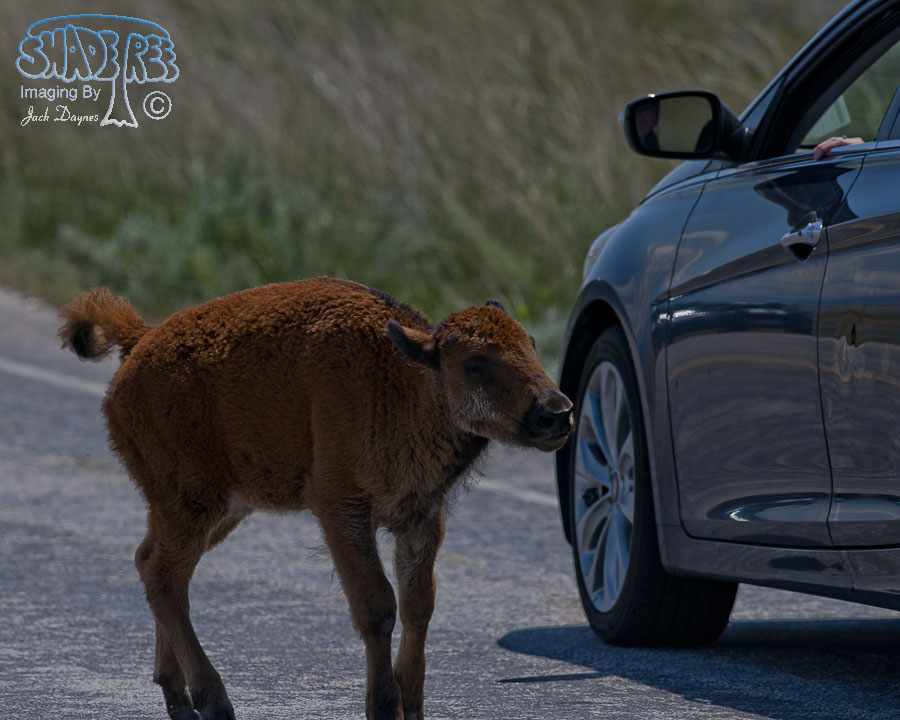 American Bison (Dazed and Confused) - Bison bison