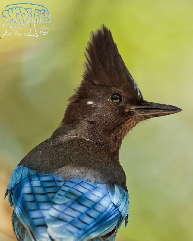 Steller's Jay - Cyanocitta stelleri