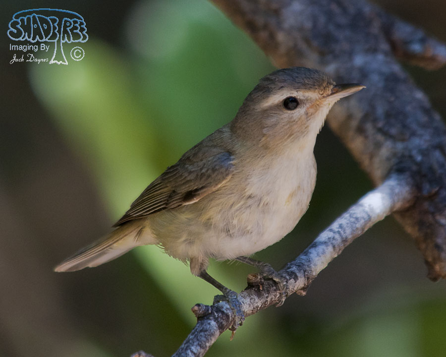 Warbling Vireo - Vireo gilvus