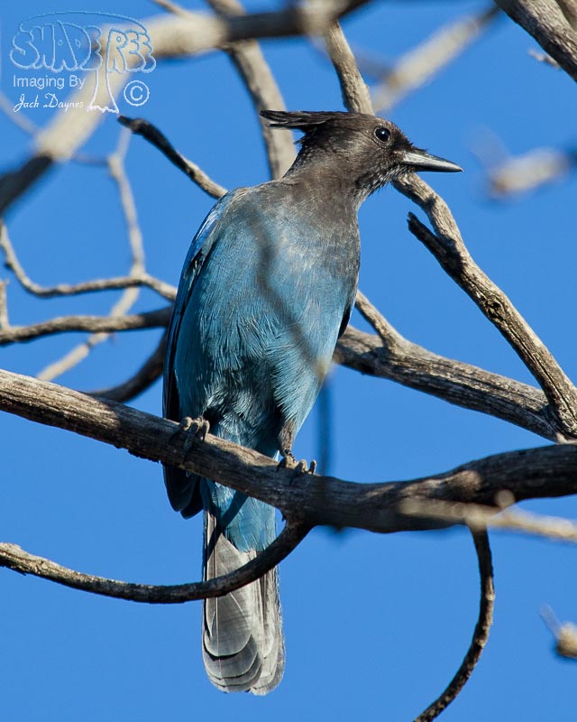 Steller's Jay - Cyanocitta stelleri stelleri
