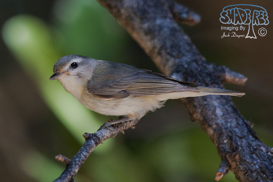 Warbling Vireo - Vireo gilvus