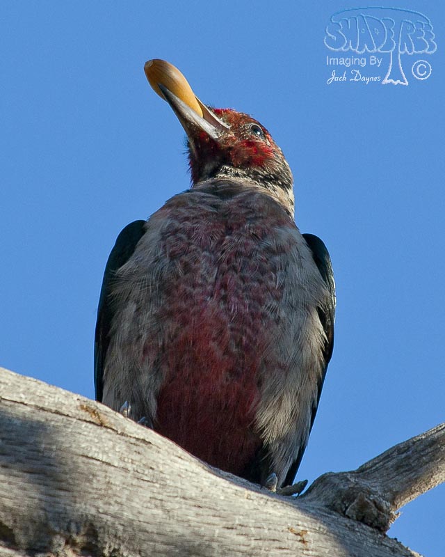 Lewis's Woodpecker - Melanerpes lewis