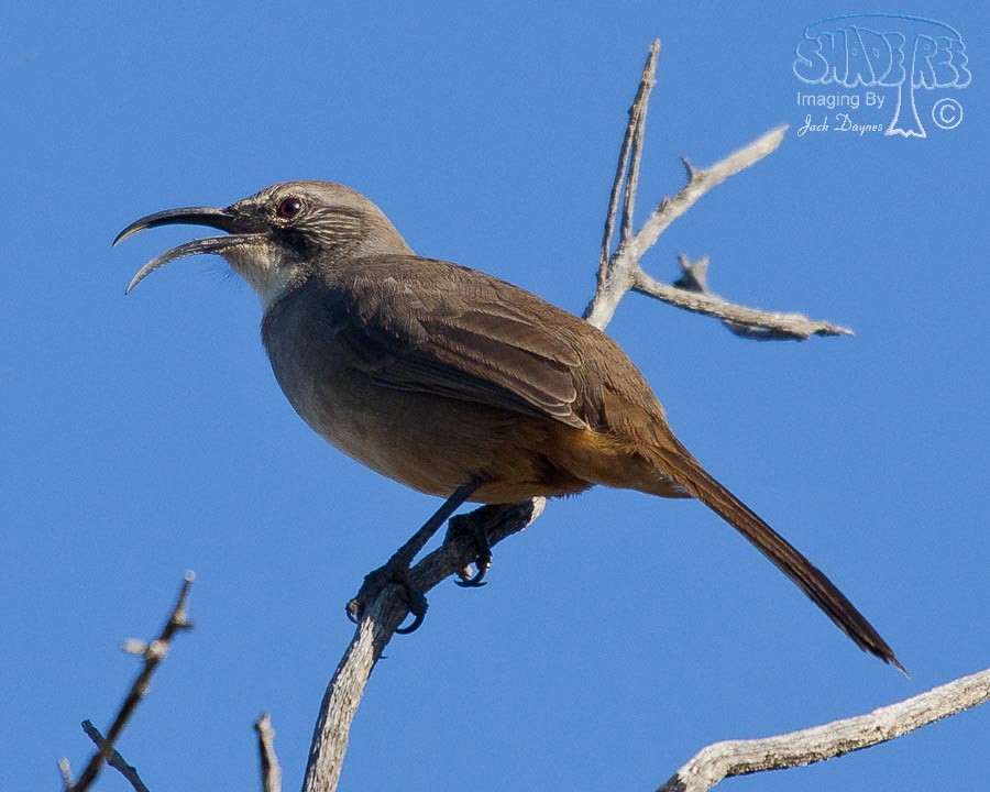 California Thrasher - Toxostoma redivivum