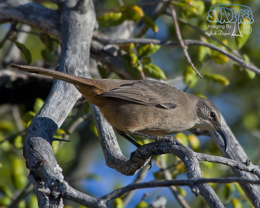 California Thrasher - Toxostoma redivivum