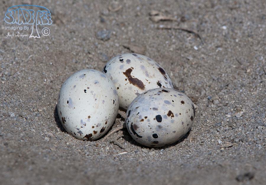 Black Skimmer - Rynchops niger