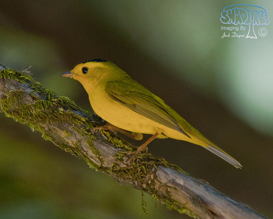 Wilson's Warbler - Cardellina pusilla
