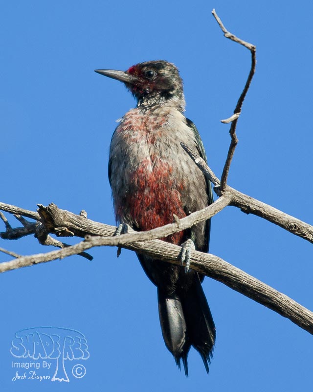 Lewis's Woodpecker - Melanerpes lewis