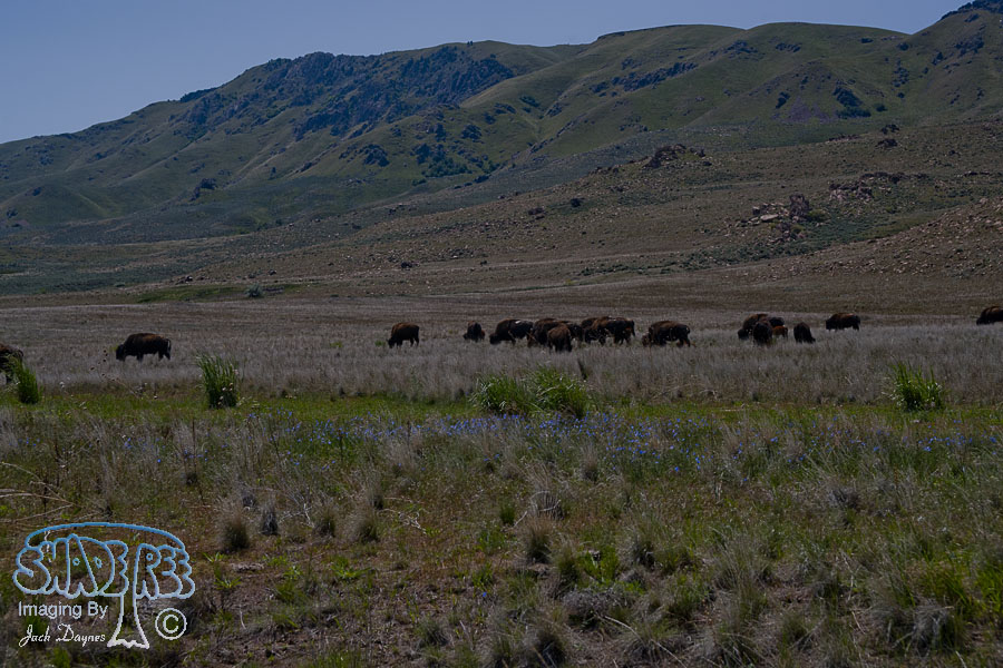 American Bison - Bison bison