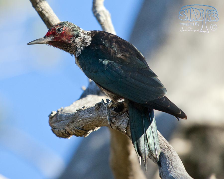Lewis's Woodpecker - Melanerpes lewis