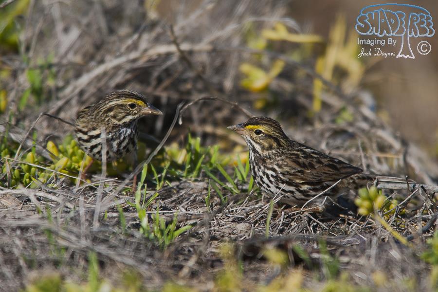 Savannah Sparrow - Passerculus sandwichensis