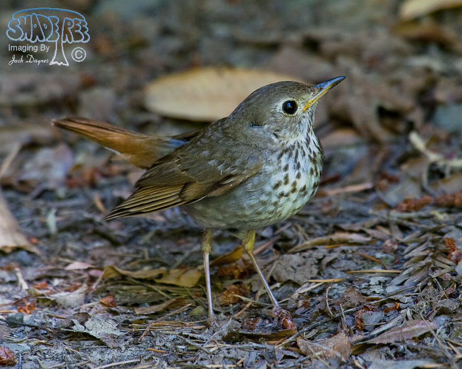 Hermit Thrush - Catharus guttatus