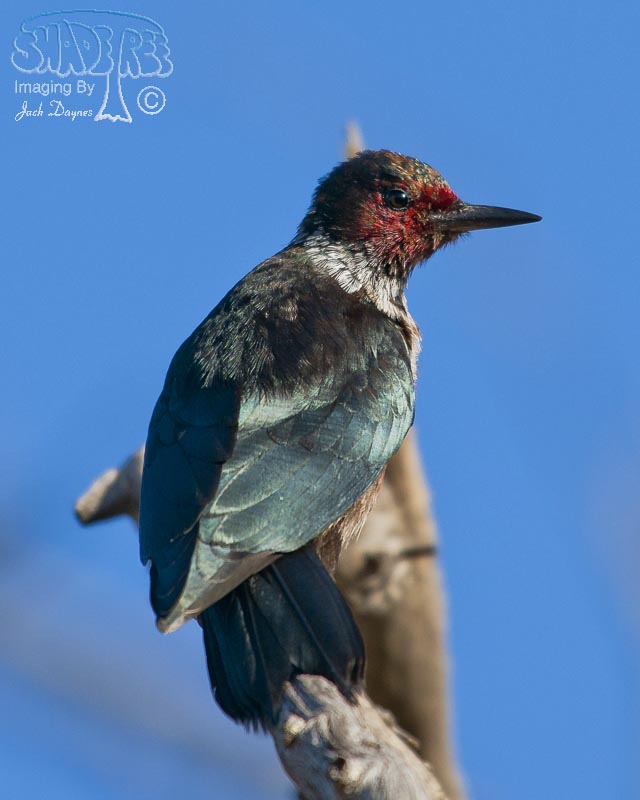 Lewis's Woodpecker - Melanerpes lewis