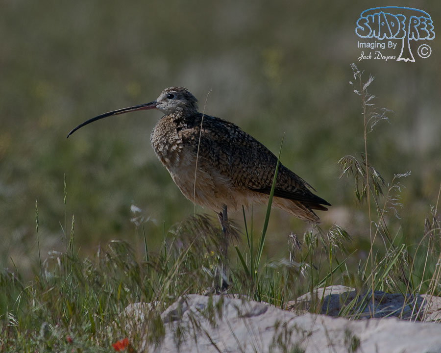 Long-Billed Curlew - Numenius americanus