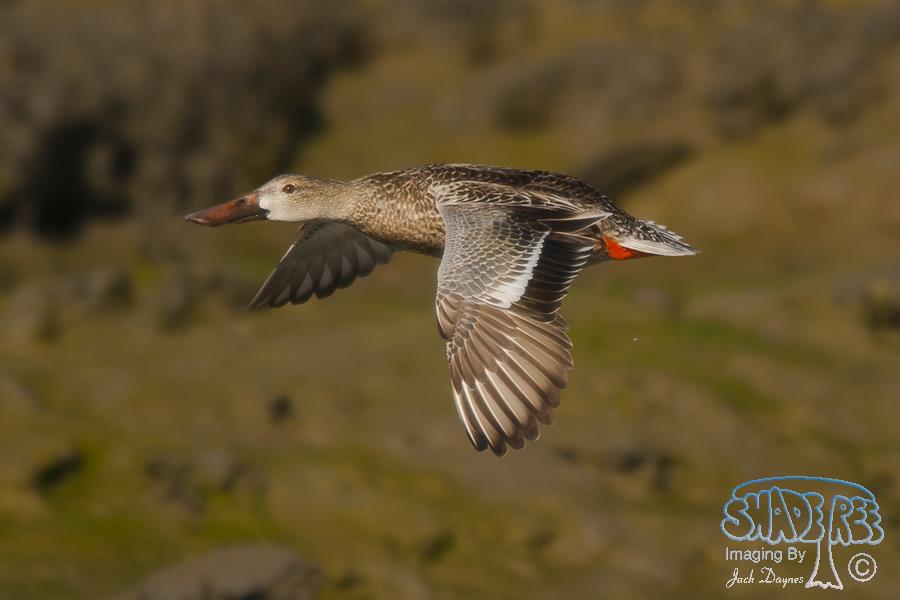 Northern Shoveler - Spatula clypeata