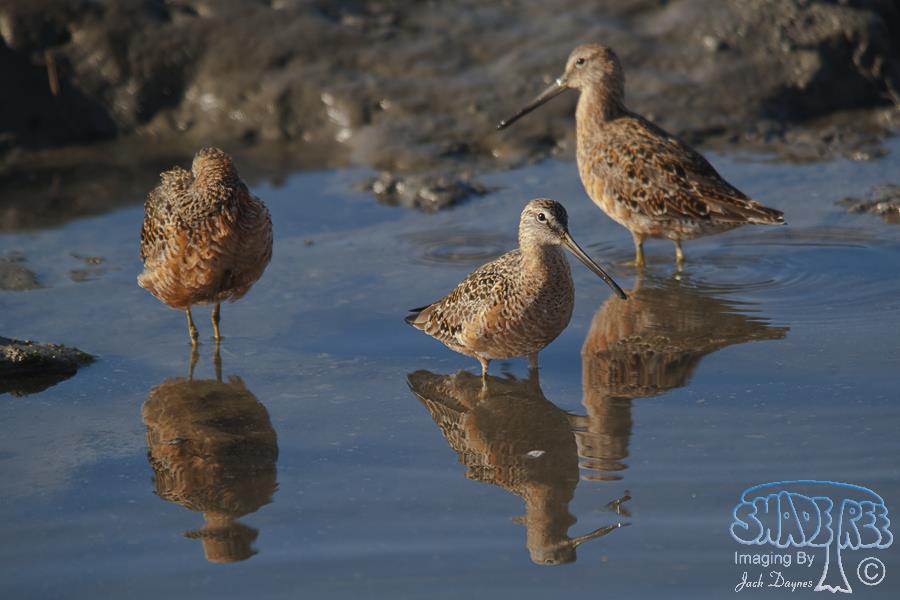 Short-Billed Dowitcher - Limnodromus griseus