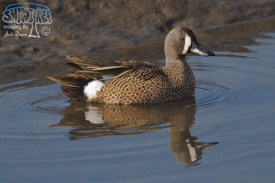 Blue-Winged Teal - Spatula discors