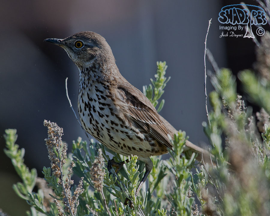 Sage Thrasher - Oreoscoptes montanus