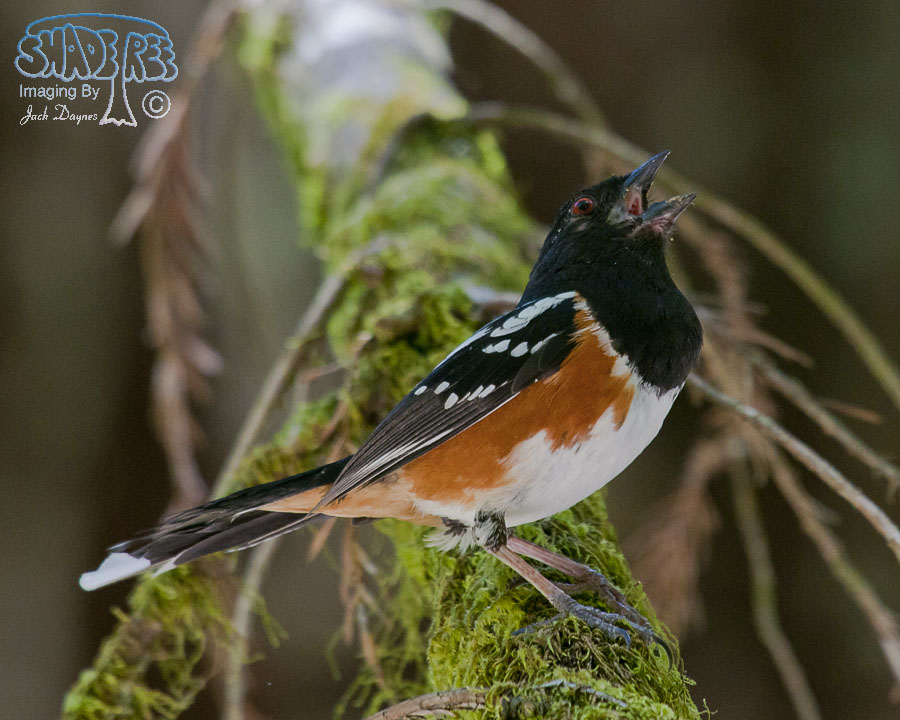 Spotted Towhee - Pipilo maculatus