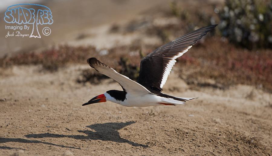 Black Skimmer - Rynchops niger