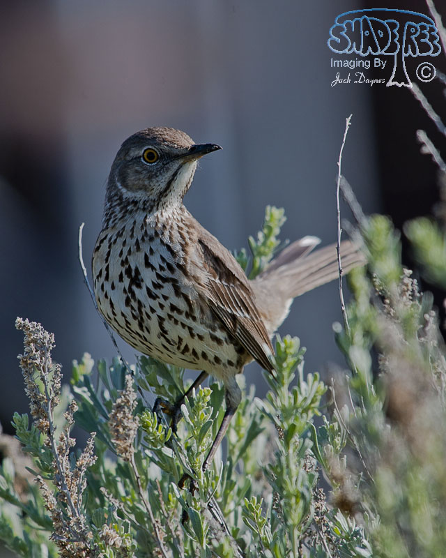 Sage Thrasher - Oreoscoptes montanus