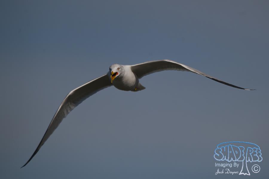 Ring-Billed Gull - Larus delawarensis