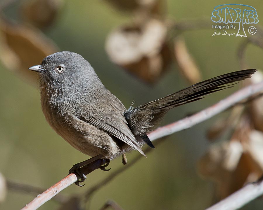 Wrentit - Chamaea fasciata