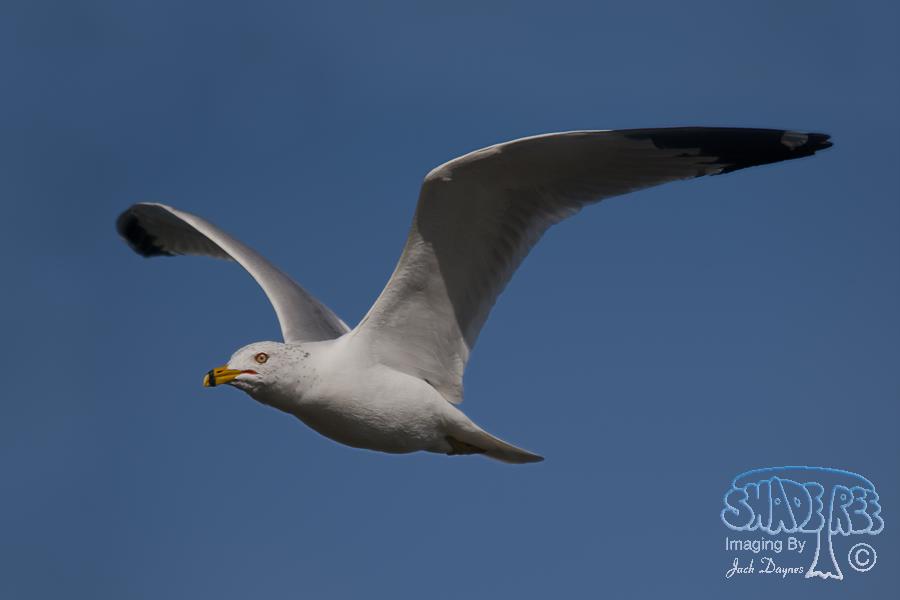 Ring-Billed Gull - Larus delawarensis