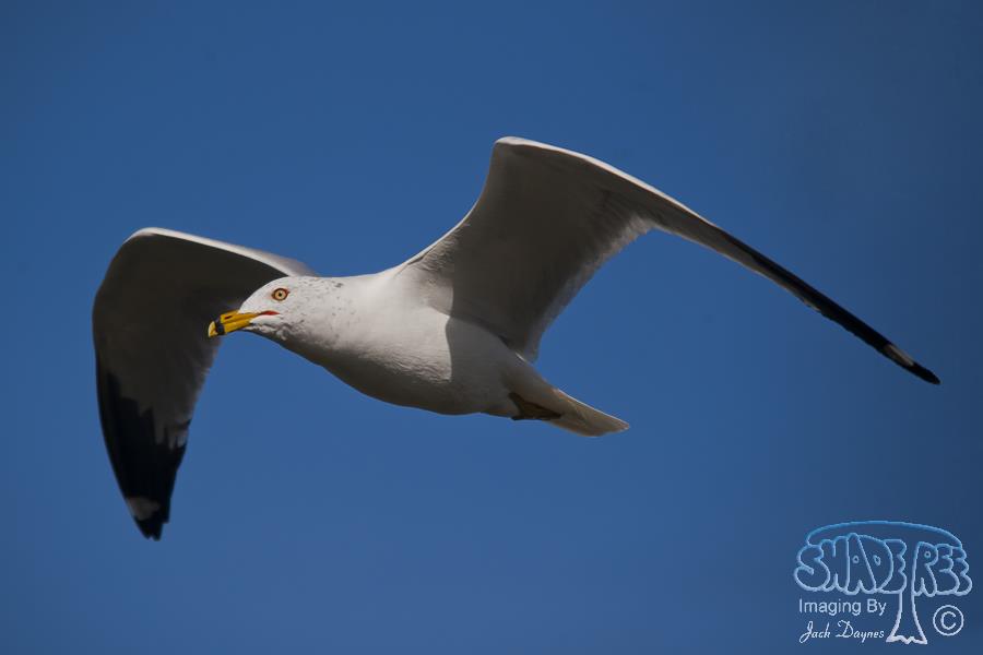 Ring-Billed Gull - Larus delawarensis