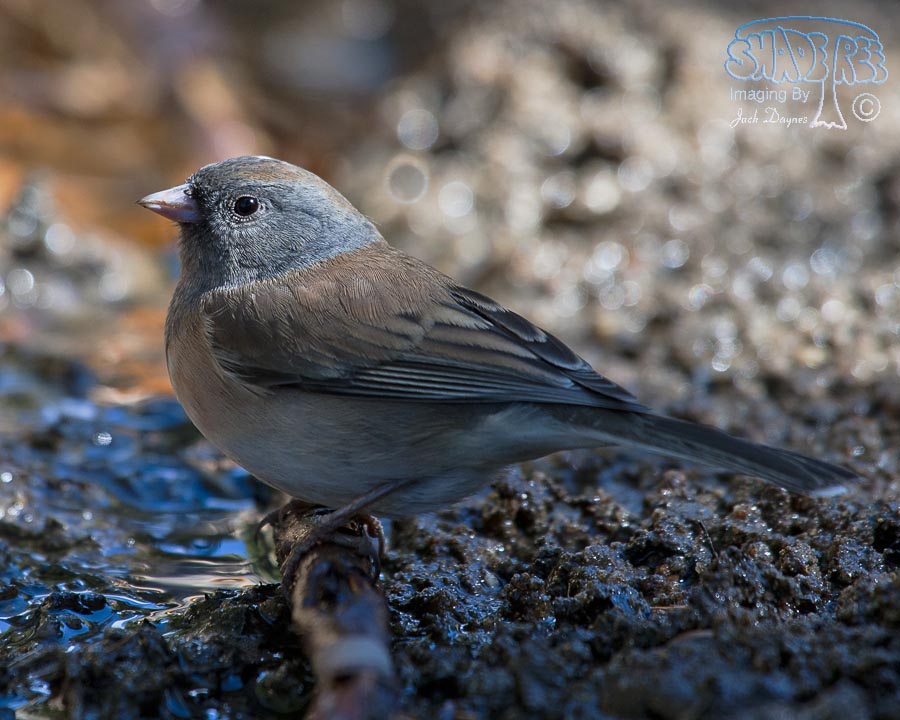 Dark-Eyed Junco - Junco hyemalis