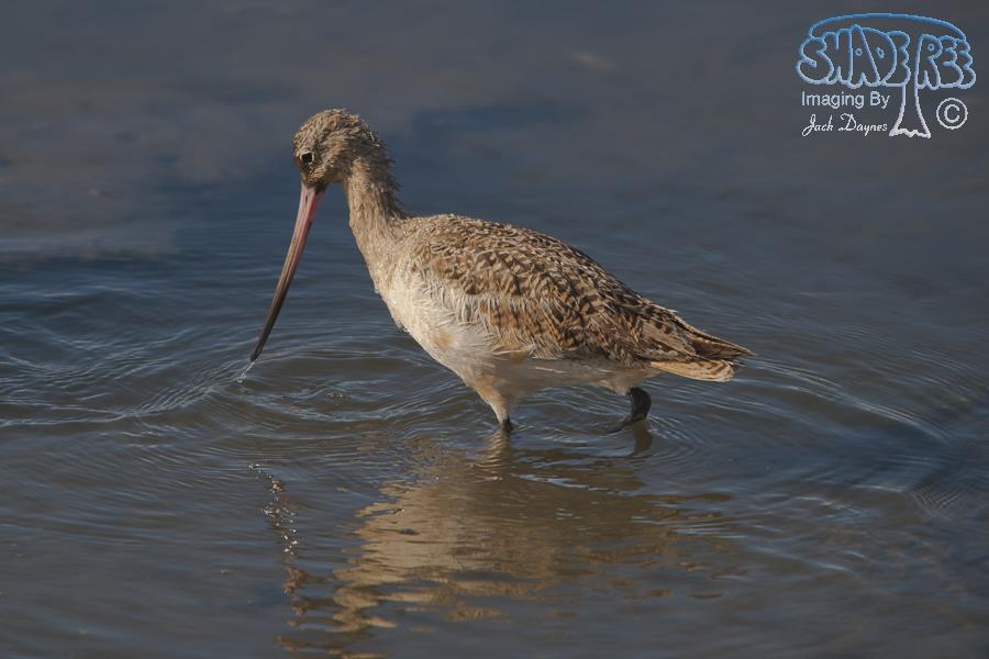 Marbled Godwit - Limosa fedoa