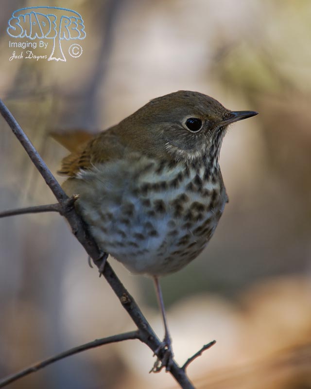 Hermit Thrush - Catharus guttatus