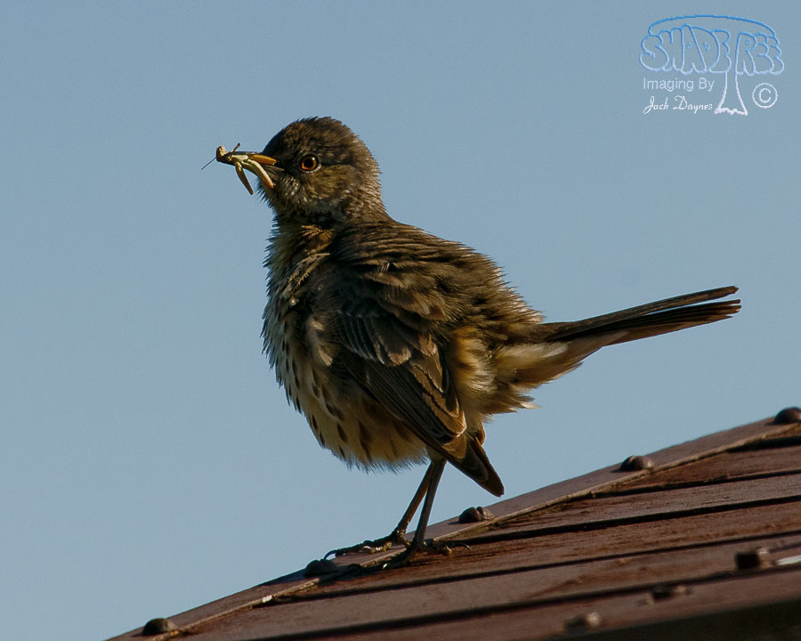 Sage Thrasher - Oreoscoptes montanus