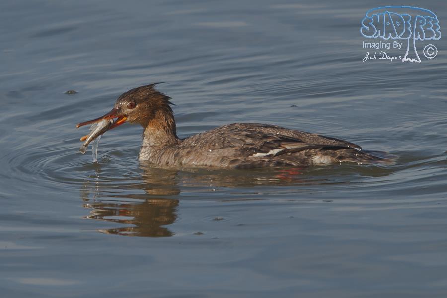 Red-Breasted Merganser - Mergus serrator