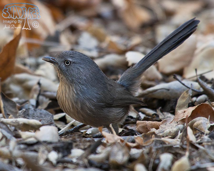 Wrentit - Chamaea fasciata