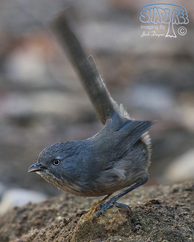 Wrentit - Chamaea fasciata