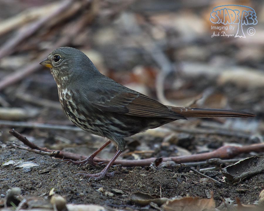 Fox Sparrow - Passerella iliaca