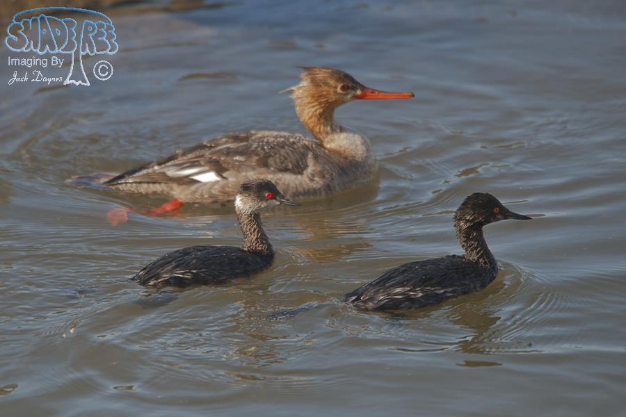 Eared Grebe - Podiceps nigricollis