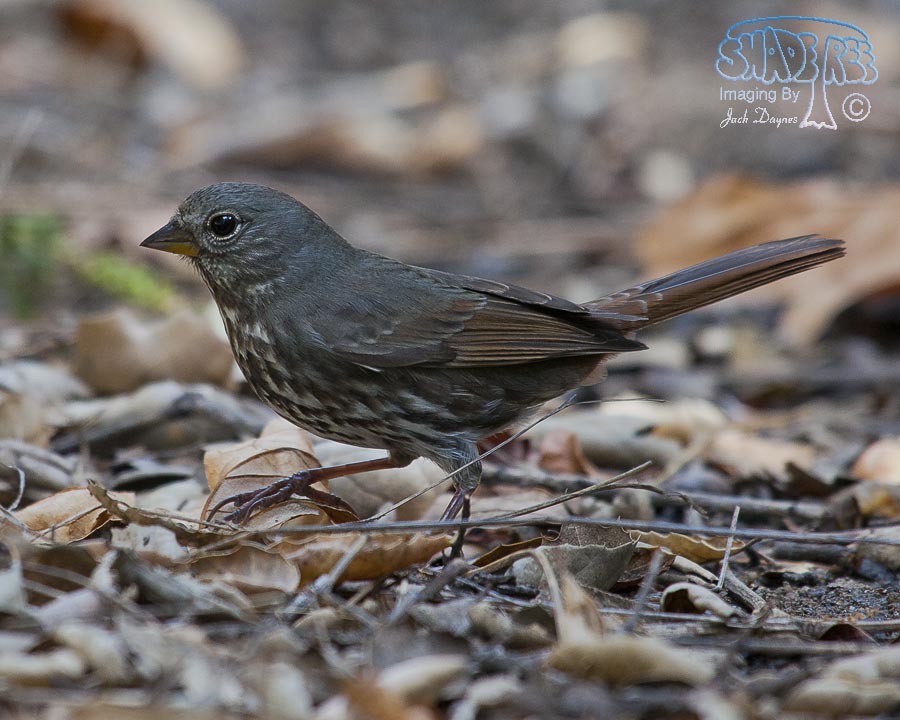 Fox Sparrow - Passerella iliaca