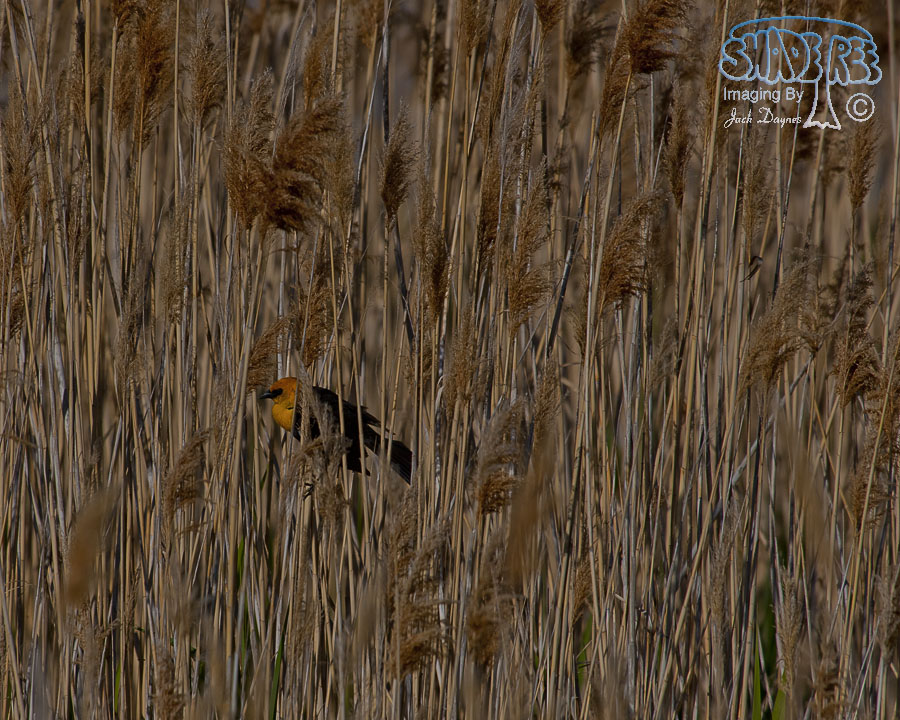 Yellow-Headed Blackbird - Xanthocephalus xanthocephalus