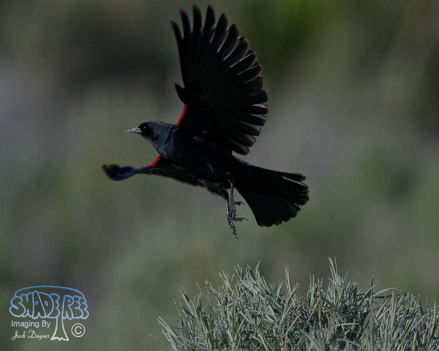Red-Winged Blackbird - Agelaius phoeniceus