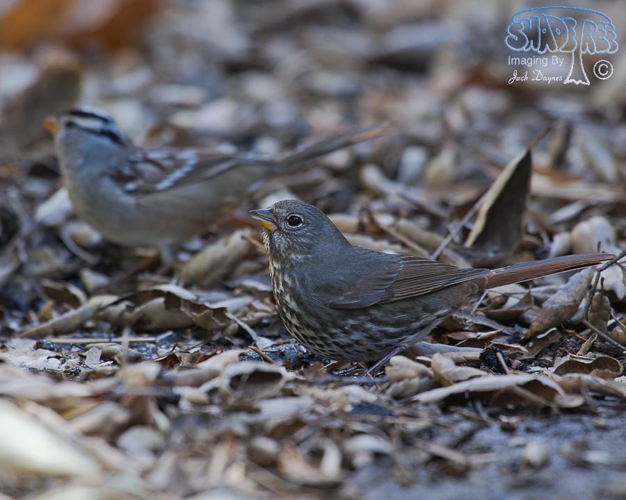Fox Sparrow - Passerella iliaca