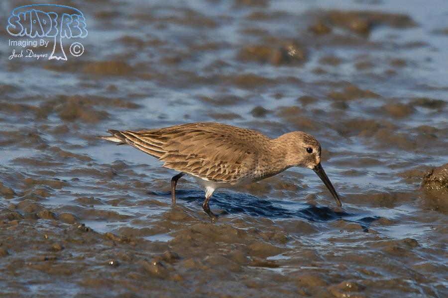 Dunlin - Calidris alpina