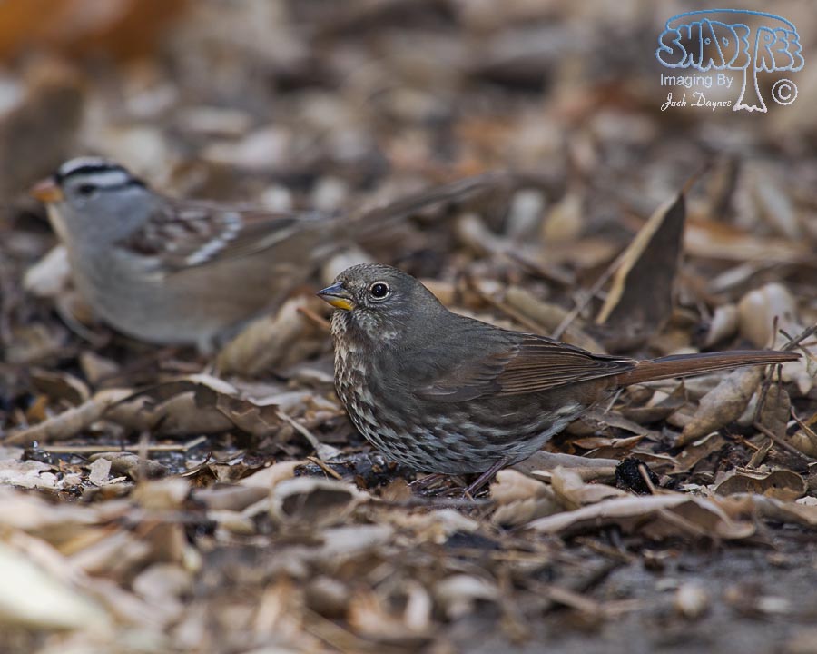Fox Sparrow - Passerella iliaca